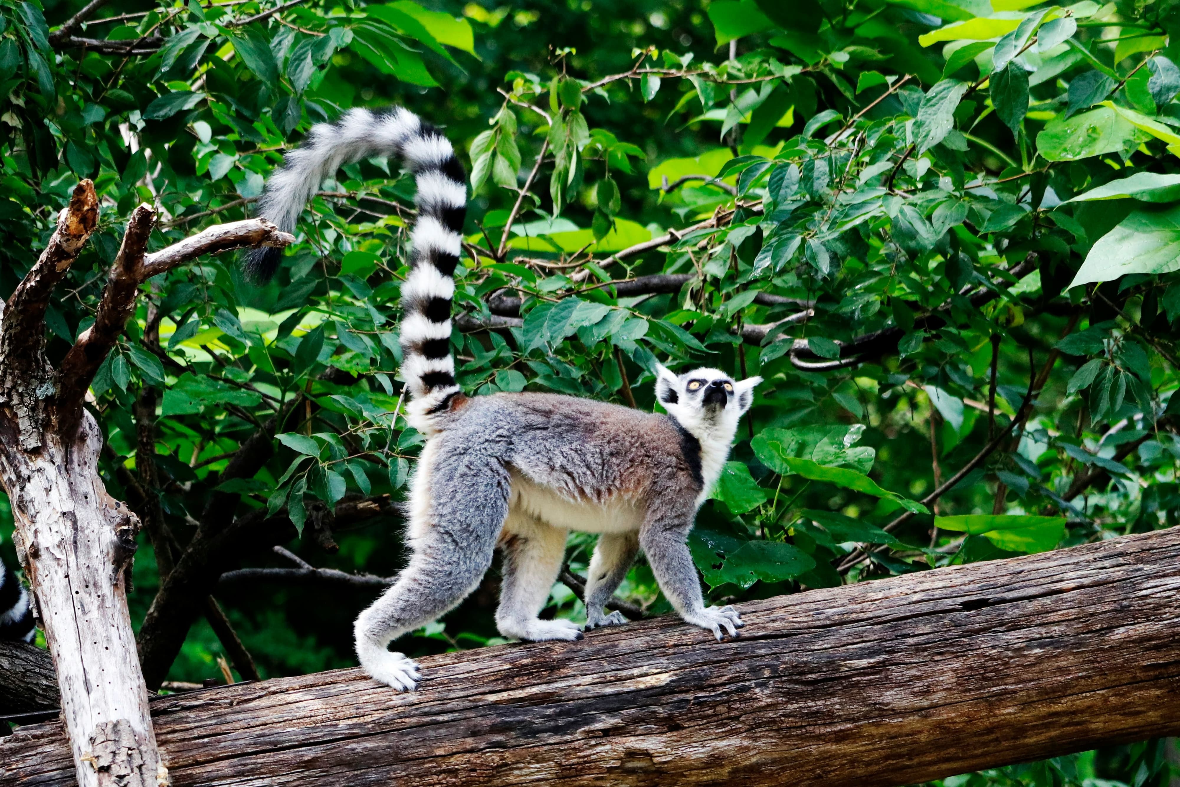 Another Cute Lemur