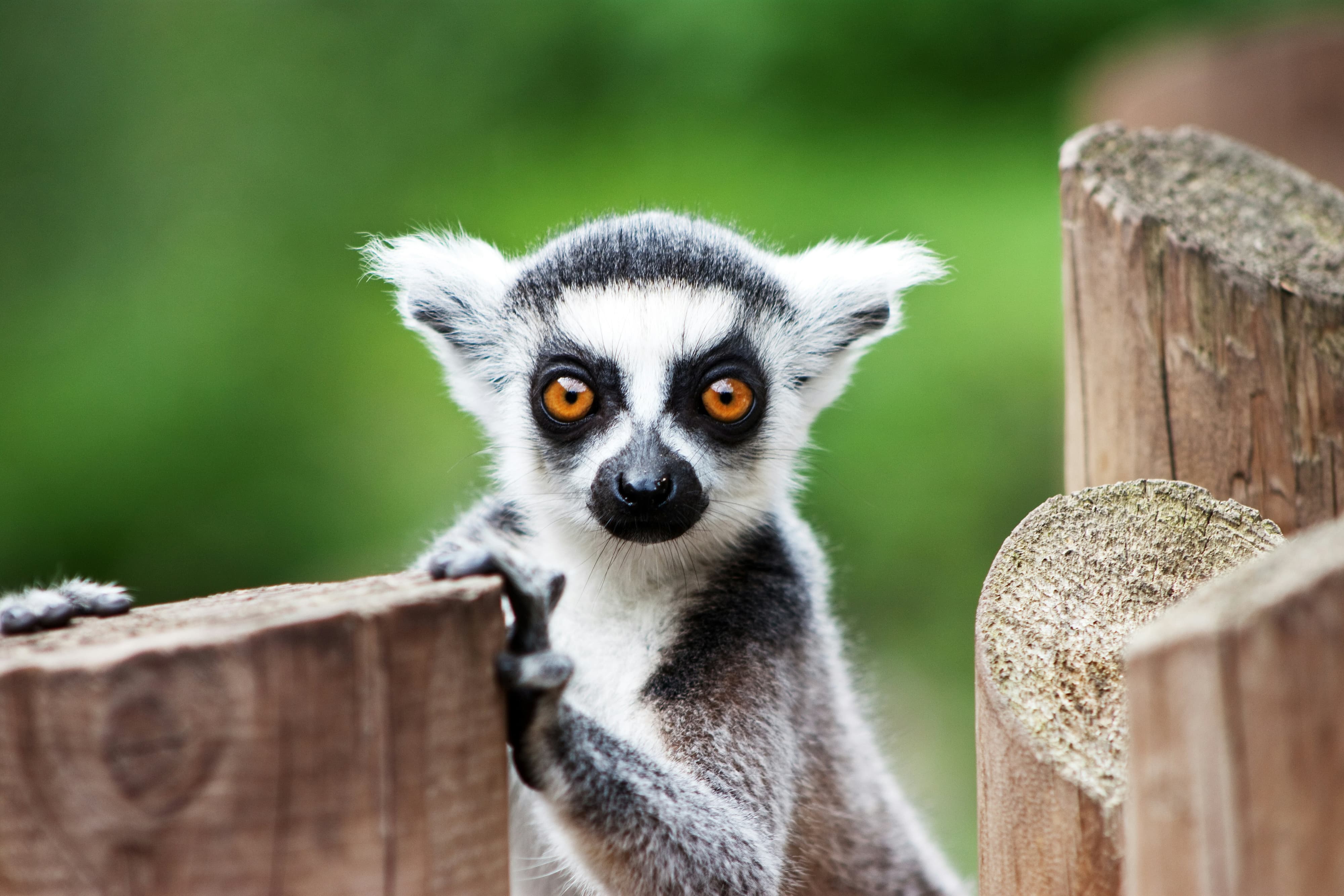 Cute Lemur